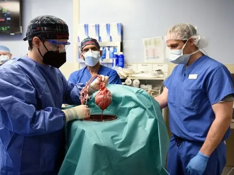 Ca ghép tim lợn chỉnh sửa gene vào cơ thể người đầu tiên trên thế giới