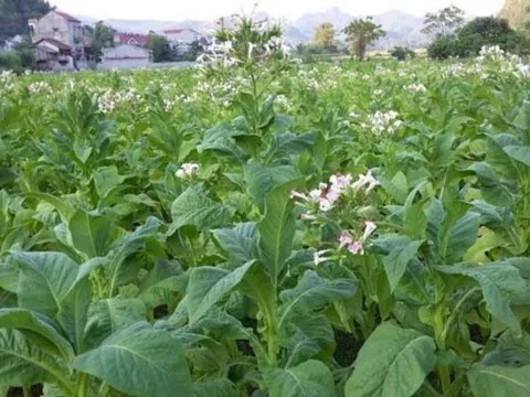 Các nhà khoa học khám phá ra cách tiêu diệt cỏ dại hiệu quả