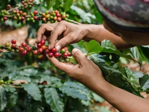 Nghiên cứu cảnh báo các vùng trồng cà phê đang bị đe dọa bởi biến đổi khí hậu