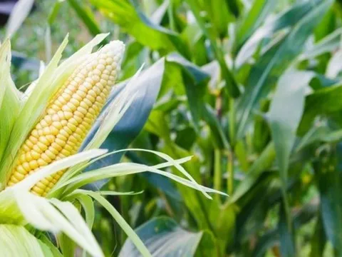 Hạt nano từ nước ép ngô ức chế sự phát triển của khối u