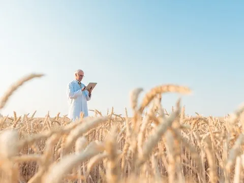 Nghiên cứu giải pháp ứng phó với bệnh gỉ sắt ở cây lúa mì