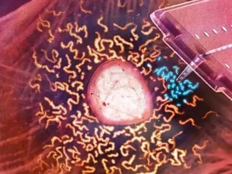 Cấy ghép ty thể giữa các tế bào sống có thể cứu các cơ quan đang chết