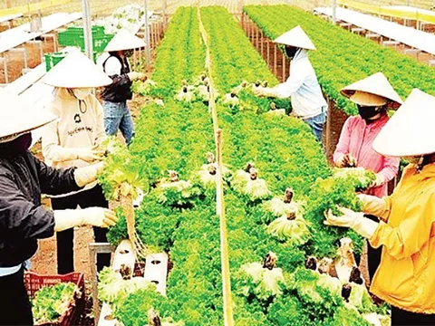 Đẩy mạnh chuyển đổi số trong sản xuất nông nghiệp