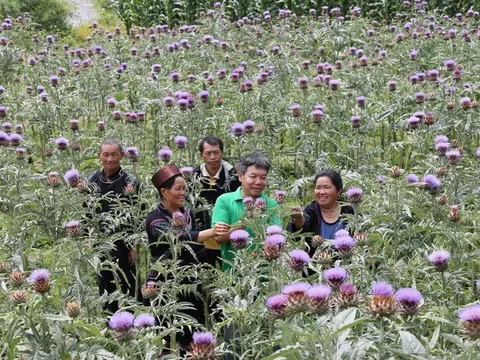 Dược sĩ bỏ phố lên rừng vì cây dược liệu