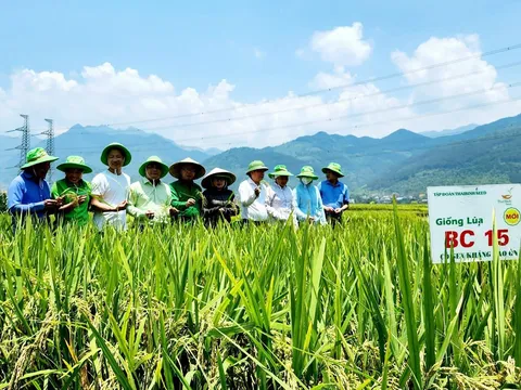 THÁI ĐEN, THÁI TRẮNG, THÁI BÌNH - BA THÁI ĐỒNG TÌNH XÂY DỰNG PHÙ YÊN