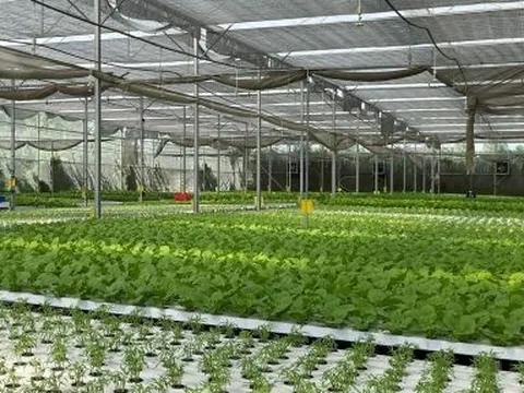 TP HCM có 70% nông nghiệp ứng dụng công nghệ cao đến năm 2030