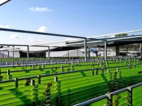 NGHỀ NUÔI TẢO TRÊN ĐẤT NGHỆ CỦA ĐẠI TÁ VỀ HƯU