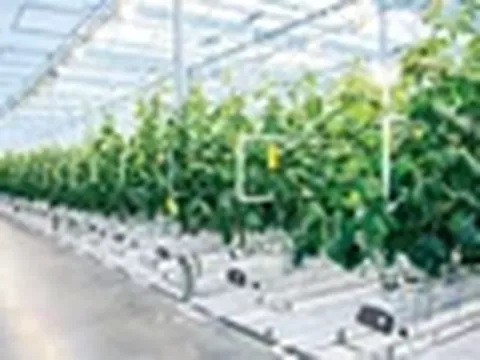 Các hộ sản xuất kinh doanh nông nghiệp khó khăn ứng dụng công nghệ cao