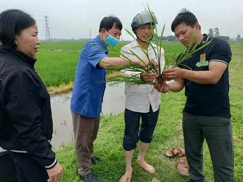 56 tác giả được chọn 'nhà khoa học của nhà nông' năm 2024