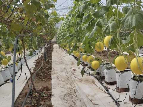 Nghệ An ứng dụng khoa học công nghệ, thúc đẩy xây dựng nông thôn mới