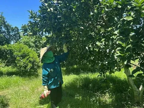 Chuyển đổi cây trồng gắn công nghệ cao - 'cú hích' giúp nông nghiệp Thanh Hóa bứt phá