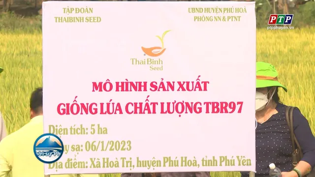 TBR97 KHOE SẮC TRÊN CÁNH ĐỒNG PHÚ HOÀ- PHÚ YÊN